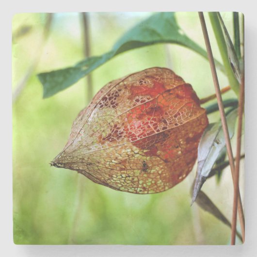 Physalis alkekengi steinuntersetzer (Vorderseite)