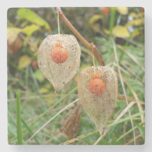 Physalis alkekengi steinuntersetzer