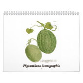 Phytanthoza Iconographia Kalender (Titelbild)