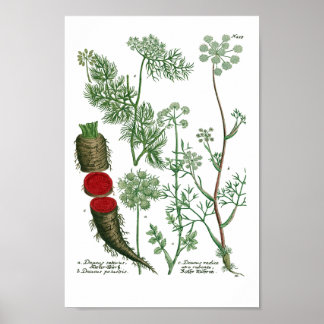 Phytanthoza Iconographia N459 Poster