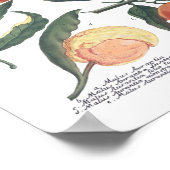 Phytanthoza Iconographia N700 Poster (Ecke)
