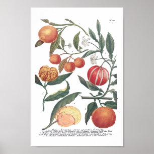 Phytanthoza Iconographia N700 Poster