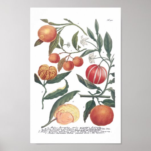 Phytanthoza Iconographia N700 Poster (Vorne)