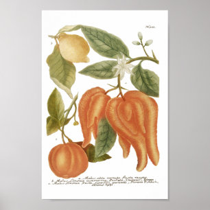 Phytanthoza Iconographia N702 Poster
