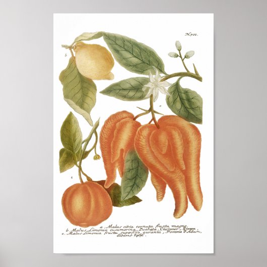 Phytanthoza Iconographia N702 Poster (Vorne)