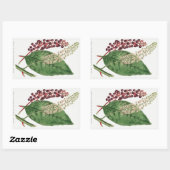 Phytolacca Decandra (American Pokeweed) (1806) Rechteckiger Aufkleber (Blatt)