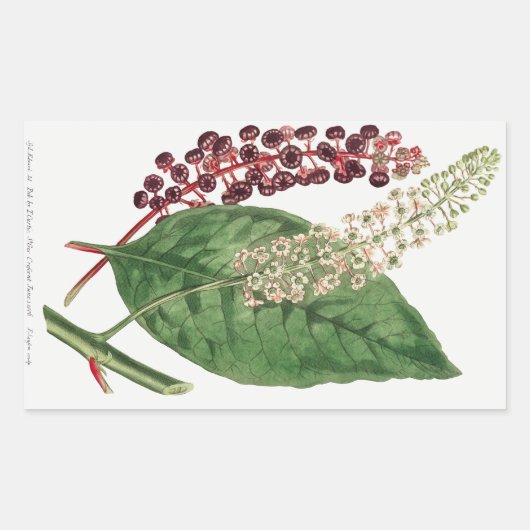 Phytolacca Decandra (American Pokeweed) (1806) Rechteckiger Aufkleber (Vorderseite)