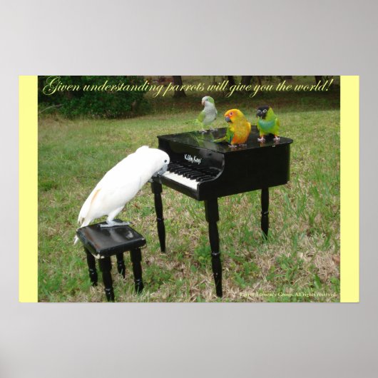 Pianist Parrots Poster (Vorne)