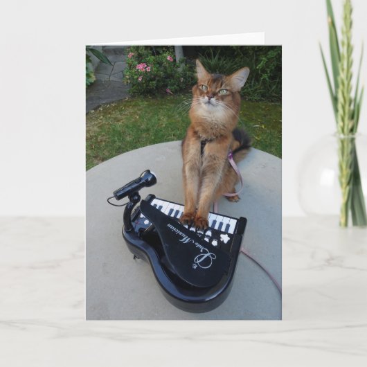 Piano Cat, Somali Cat Musician Piano Funny Karte (Vorderseite)