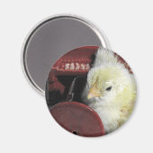 Piano Chick Vintag Look Foto Magnet (Vorderseite/Rückseite)