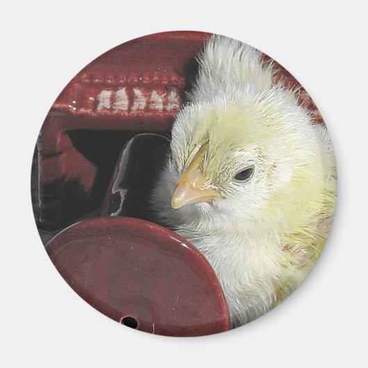 Piano Chick Vintag Look Foto Magnet (Vorne)