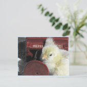 Piano Chick Vintag Look Foto Postkarte (Stehend Vorderseite)