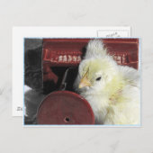 Piano Chick Vintag Look Foto Postkarte (Vorne/Hinten)