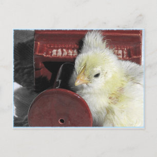 Piano Chick Vintag Look Foto Postkarte