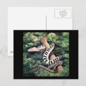 Piano Snake Postkarte (Vorne/Hinten)