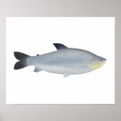 Piauçu Poster (Vorne)