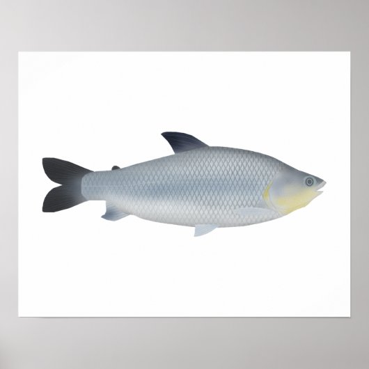 Piauçu Poster (Vorne)