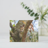 Pic eines Adorable-Eichhörnchens Postkarte (Stehend Vorderseite)