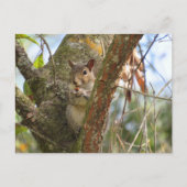 Pic eines Adorable-Eichhörnchens Postkarte (Vorderseite)