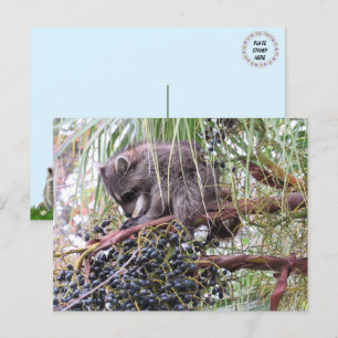 Pic of a Young Raccoon Lunch Gebet Postkarte