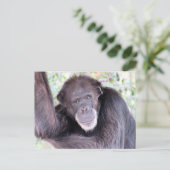 Pic von Chimpanzee nach der Kreuzung Postkarte (Stehend Vorderseite)