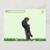 Pic von Chimpanzee nach der Kreuzung Postkarte (Rückseite)