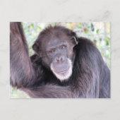 Pic von Chimpanzee nach der Kreuzung Postkarte (Vorderseite)