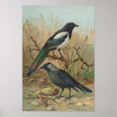 Pica pica Lycus monedula Poster (Vorne)