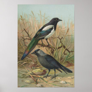 Pica pica Lycus monedula Poster