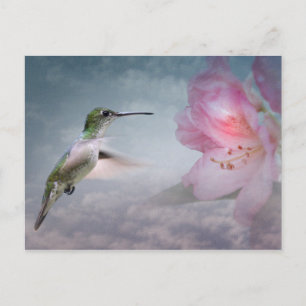 Picaflores Postkarte