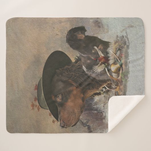 Picardie Spaniel , Jagdsaison Sherpadecke (Vorderseite (Horizontal))