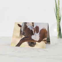 Picasso schlägt Wildes Pferd Grußkarte