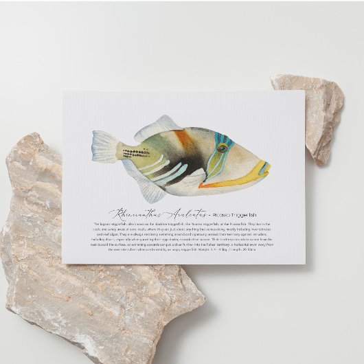 Picasso Triggerfish Feiertagspostkarte