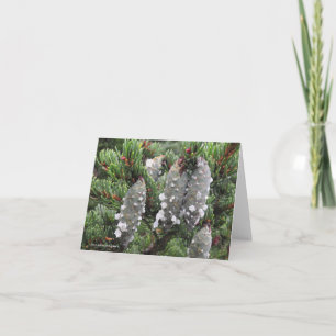 Picea rubens, rote Fichte Feiertagskarte