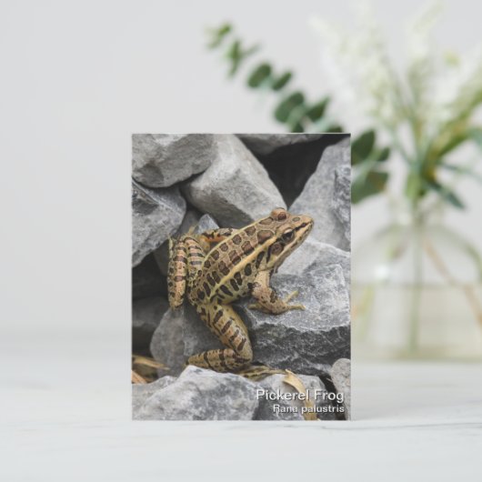 Pickerel Frog Postkarte (Stehend Vorderseite)
