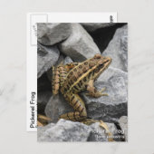 Pickerel Frog Postkarte (Vorne/Hinten)