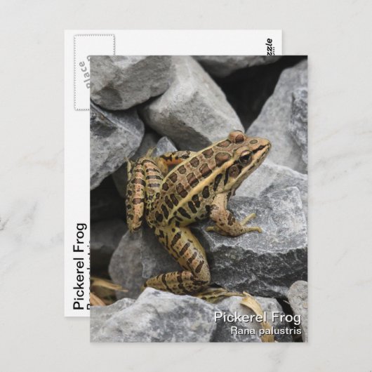 Pickerel Frog Postkarte (Vorne/Hinten)