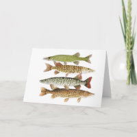 Pickerel, Muskies u. Pike