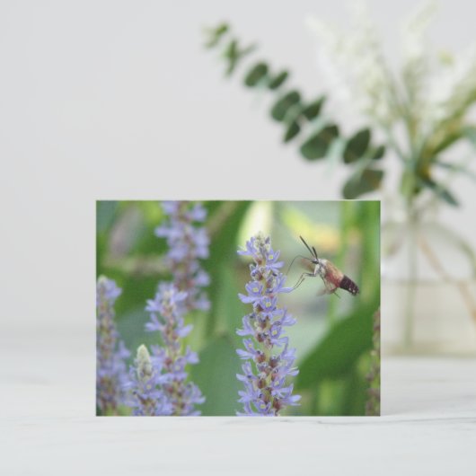 Pickerel-und Motten-Postkarte Postkarte (Stehend Vorderseite)