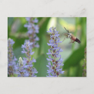 Pickerel-und Motten-Postkarte Postkarte