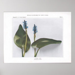 Pickerel Weed - Pontederia cordata Poster