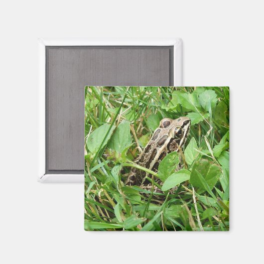 Pickerelfrosch im Gras sitzen Magnet (Vorderseite/Rückseite)