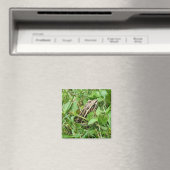 Pickerelfrosch im Gras sitzen Magnet (In Situ (Geschirrspüler))