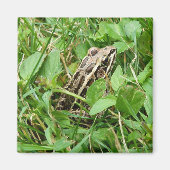Pickerelfrosch im Gras sitzen Magnet (Vorne)