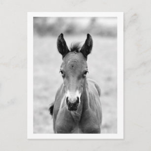 Pickle the Foal Postkarte