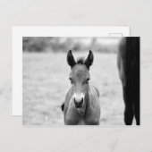 Pickle the Foal Postkarte (Vorne/Hinten)