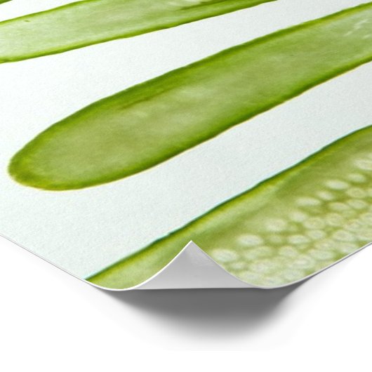 Pickles Green Poster (Ecke)