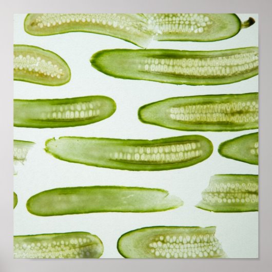 Pickles Green Poster (Vorne)