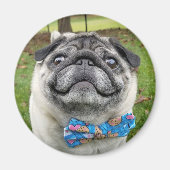 Pickles Magnet (Vorne)