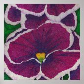 Picottee Pansy Poster (Vorne)